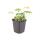 Geranium macrorrhizum "Bevans Variety" - Balkan Geranium - 9cm pot - 10-25cm - Set of 6 plants