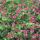 Geranium macrorrhizum "Bevans Variety" - Balkan Geranium - 9cm pot - 10-25cm - Set of 6 plants