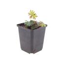 Geranium sanguineum - Blut-Storchschnabel - 9cm Topf - 10-25cm - Set mit 12 Pflanzen