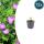 Geranium sanguineum - Blut-Storchschnabel - 9cm Topf - 10-25cm - Set mit 12 Pflanzen