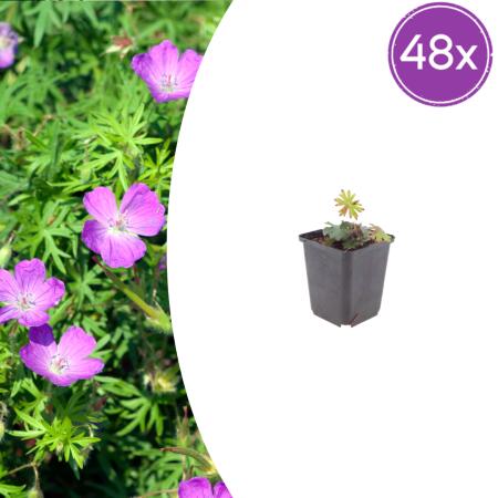 Geranium sanguineum - Blut-Storchschnabel - 9cm Topf - 10-25cm - Set mit 48 Pflanzen