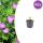 Geranium sanguineum - Blut-Storchschnabel - 9cm Topf - 10-25cm - Set mit 48 Pflanzen