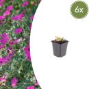 Geranium sanguineum "Max Frei" -...