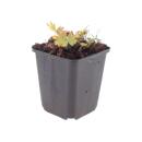 Geranium sanguineum "Max Frei" - Blood Cranesbill - 9cm pot - 10-25cm - Set of 6 plants - pink