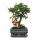 Bonsai Chinese elm - Ulmus parviflora - 6 years - spherical shape