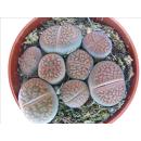 Lithops - Living Stone - several plants in 5,5 cm pot