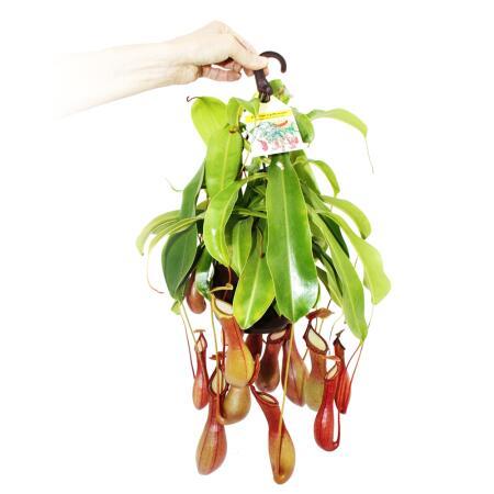 Carnivorous Plant - Nepenthes Alata