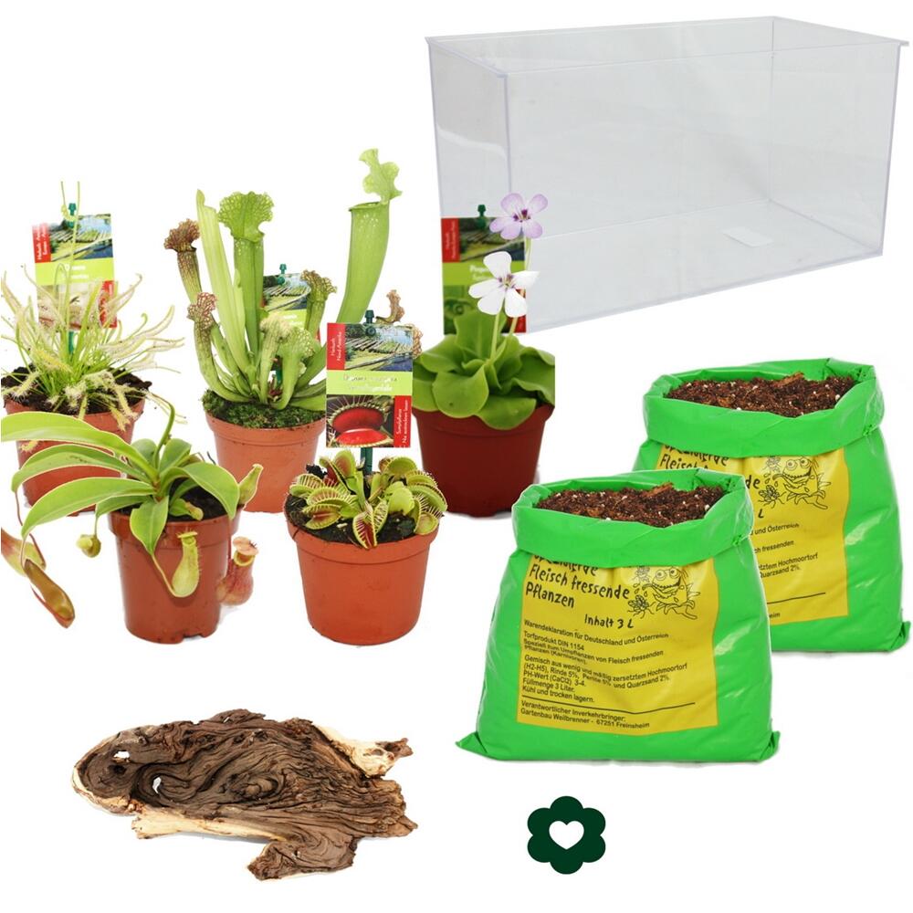 Carnivorous Plants Aquarium for planting at home large