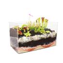 Plantes carnivores - Aquarium pour lauto-plantation - grand