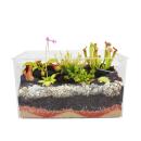 Plantes carnivores - Aquarium pour lauto-plantation - grand