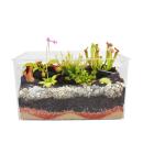 Carnivorous Plants - Aquarium for planting at home - medium