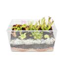 Plantes carnivores - Aquarium pour vos propres plantes - petit