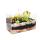 Carnivorous Plants - Aquarium for planting at home - small