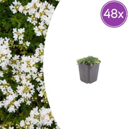 Thymus praecox "Albiflorus" - Early Blooming Thyme - 9cm Pot - 10-25cm - Set of 48 Plants