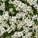 Thymus praecox "Albiflorus" - Early Blooming Thyme - 9cm Pot - 10-25cm - Set of 48 Plants