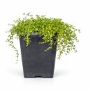 Thymus praecox "Albiflorus" - Early Blooming Thyme - 9cm Pot - 10-25cm - Set of 48 Plants