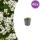 Thymus praecox "Albiflorus" - Early Blooming Thyme - 9cm Pot - 10-25cm - Set of 48 Plants