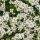Thymus praecox "Albiflorus" - Early Blooming Thyme - 9cm Pot - 10-25cm - Set of 48 Plants