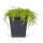 Thymus praecox "Albiflorus" - Early Blooming Thyme - 9cm Pot - 10-25cm - Set of 48 Plants