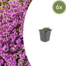 Thymus praecox "Coccineus" - Thym de printemps...