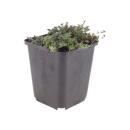 Thymus praecox "Coccineus" - Thym de printemps - 9cm Pot - 10-25cm - Ensemble de 6 plantes