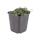 Thymus praecox "Coccineus" - Thym de printemps - 9cm Pot - 10-25cm - Ensemble de 6 plantes