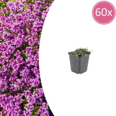 Thymus praecox "Coccineus" - Frühlingsthymian - 9cm Topf - 10-25cm - Set mit 60 Pflanzen