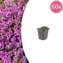 Thymus praecox "Coccineus" - Frühlingsthymian - 9cm Topf - 10-25cm - Set mit 60 Pflanzen
