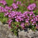Thymus praecox "Coccineus" - Frühlingsthymian - 9cm Topf - 10-25cm - Set mit 60 Pflanzen
