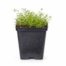 Thymus praecox "Coccineus" - Frühlingsthymian - 9cm Topf - 10-25cm - Set mit 60 Pflanzen