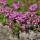 Thymus praecox "Coccineus" - Frühlingsthymian - 9cm Topf - 10-25cm - Set mit 60 Pflanzen