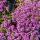 Thymus praecox "Coccineus" - Frühlingsthymian - 9cm Topf - 10-25cm - Set mit 60 Pflanzen