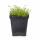 Thymus praecox "Coccineus" - Frühlingsthymian - 9cm Topf - 10-25cm - Set mit 60 Pflanzen