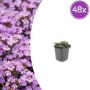 Thymus praecox "Purple Beauty" - Sand-Thymian -...