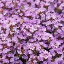 Thymus praecox "Purple Beauty" - Sand-Thymian - 9cm Topf - 10-25cm - Set mit 48 Pflanzen