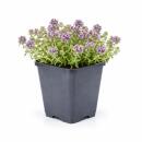 Thymus praecox "Purple Beauty" - Sand-Thymian - 9cm Topf - 10-25cm - Set mit 48 Pflanzen