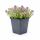 Thymus praecox "Purple Beauty" - Sand-Thymian - 9cm Topf - 10-25cm - Set mit 48 Pflanzen