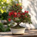 Rhododendron indicum - blühende Azalee -...