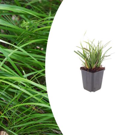 Carex morrowii - Japanese Sedge - 9cm pot - 10-25cm high - Set of 6 plants