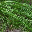 Carex morrowii - Japanese Sedge - 9cm pot - 10-25cm high...