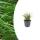 Carex morrowii - Japanese Sedge - 9cm pot - 10-25cm high - Set of 6 plants