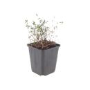 Thymus vulgaris - echter Thymian - 9cm Topf - 10-25cm -...