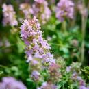 Thymus vulgaris - echter Thymian - 9cm Topf - 10-25cm - versch. Größen