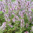 Thymus vulgaris - echter Thymian - 9cm Topf - 10-25cm - versch. Größen