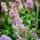 Thymus vulgaris - echter Thymian - 9cm Topf - 10-25cm - versch. Größen
