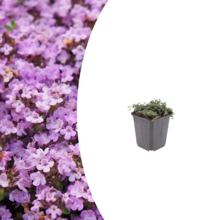Thymus praecox "Purple Beauty" - Thym de sable - 9cm Pot - 10-25cm