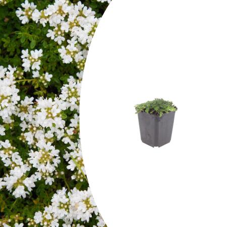 Thymus praecox "Albiflorus" - Frühblühender Thymian - 9cm Topf - 10-25cm - in versch. Größen