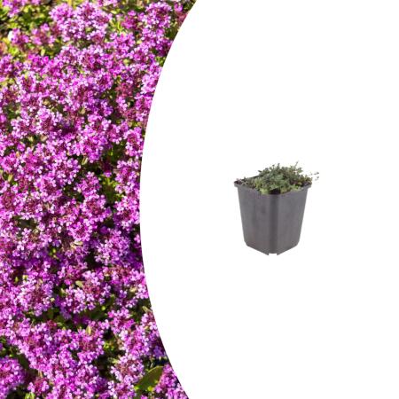 Thymus praecox "Coccineus" - Frühlingsthymian - 9cm Topf - 10-25cm - in versch. Größen