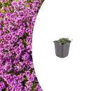Thymus praecox "Coccineus" -...