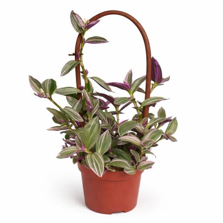 Tradescantia "Nanouk" - Fleur de trois maîtres - plante dintérieur suspendue facile à entretenir - pot de 12 cm - 35 cm de haut - rose